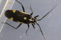 Capsodes sulcatus