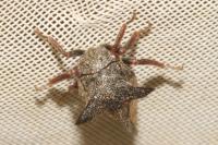 Centrotus cornutus