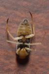 Sigara lateralis