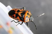 Eurydema ornata