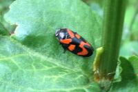 Cercopis vulnerata