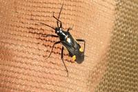 Capsodes sulcatus