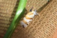 Tachycixius venustulus