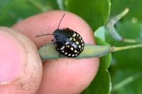 Nezara viridula