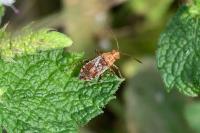 Rhopalus subrufus