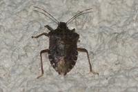 Halyomorpha halys