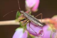 Nabis ericetorum