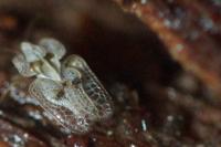 Corythucha ciliata