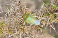 Piezodorus lituratus