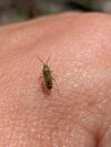 Hoplomachus thunbergii