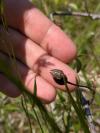 Odontotarsus purpureolineatus