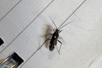Capsodes sulcatus