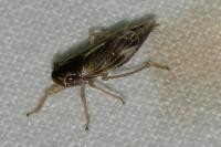 Evacanthus acuminatus