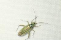 Oncotylus viridiflavus