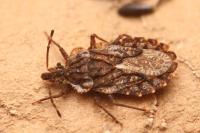 Aradus betulae