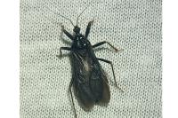 Reduvius personatus