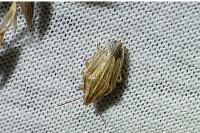 Aelia acuminata