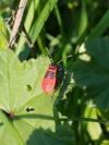 Pyrrhocoris apterus