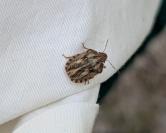 Eurygaster testudinaria