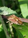 Dolycoris baccarum