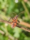 Corizus hyoscyami