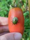 Nezara viridula