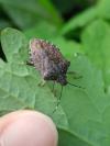 Halyomorpha halys