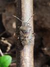 Rhaphigaster nebulosa