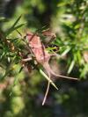 Leptoglossus occidentalis