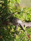 Rhaphigaster nebulosa