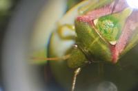 Cyphostethus tristriatus