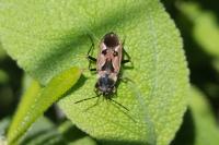 Rhyparochromus vulgaris