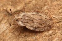 Tingis ampliata