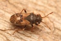 Acompus pallipes