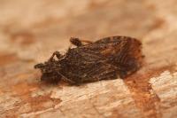 Strobilotoma typhaecornis