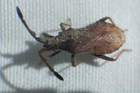 Coriomeris denticulatus