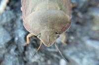 Eurygaster austriaca
