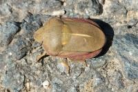 Eurygaster austriaca