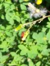 Lygaeus equestris