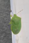 Nezara viridula