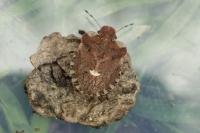 Dyroderes umbraculatus
