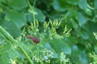 Graphosoma italicum