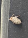 Issus coleoptratus