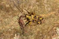 Phytocoris tiliae