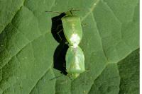Nezara viridula