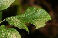 Stephanitis pyri