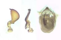 Nabis pseudoferus