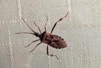 Leptoglossus occidentalis