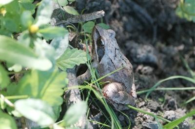 Grenouille agile