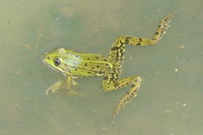 Grenouille verte